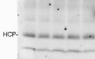 HCP | Hyper conserved protein in the group Antibodies for Plant/Algal / Cyanobacteria at Agrisera AB (Antibodies for research) (AS10 688)